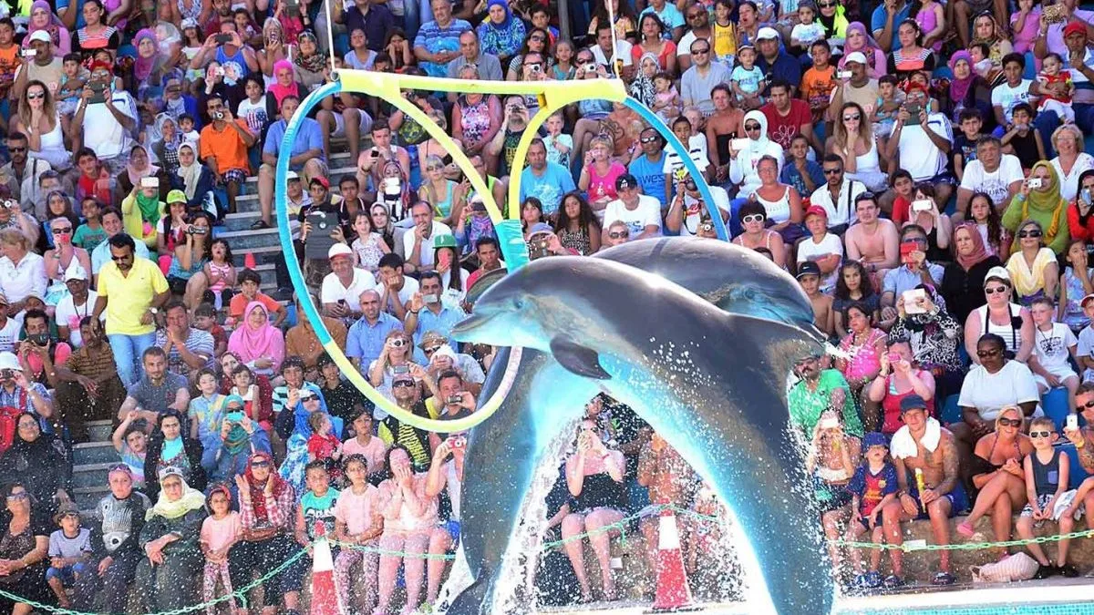 Delfinshow in Hurghada