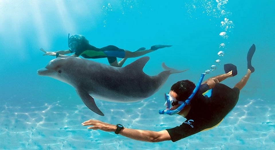 Delfin Tour – Delfinhaus ab Hurghada