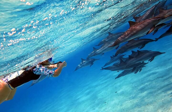 514413d5 c26c 43e8 9d77 a174ca475da4 sataya dolphin house snorkel trip marsa alam