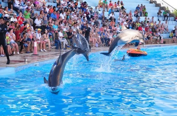 dolphin show in hurghada 1