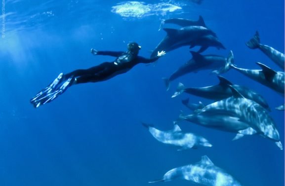 snorkeling with dolphins 1